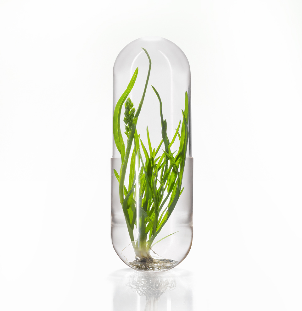 Capsula HPMC